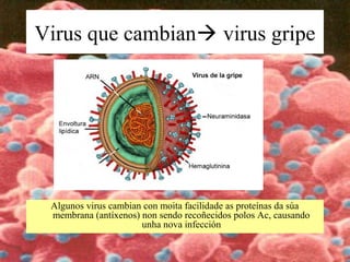 Virus que cambian virus gripe
Algunos virus cambian con moita facilidade as proteínas da súa
membrana (antíxenos) non sendo recoñecidos polos Ac, causando
unha nova infección
 