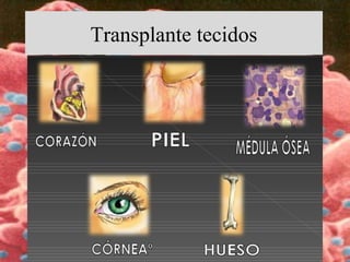 Transplante tecidos
 