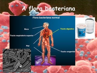 A flora bacteriana
 