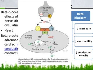 Heart




             Mechanism of Action:
Beta-blockers antagonise the
                             Sympathetic       Beta
  effects of sympathetic      influence      blockers
  nerve stimulation or
  circulating catecholamines
                               chronotropy    ↓ heart rate
• Heart
Beta-blockers bind to beta-
  adrenoceptors located in      Ionotropy    ↓ contractility
  cardiac nodal tissue, the
  conducting system, and
  contracting myocytes.                       ↓ conduction
                               dromotropy
                                                 velocity
 