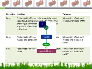 Receptor Location                                          Pathway
Beta1    Postsynaptic effector cells, especially heart,    Stimulation of adenylyl
         lipocytes, brain; presynaptic adrenergic and      cyclase, increased cAMP
         cholinergic nerve terminals, juxtaglomerular
         apparatus of renal tubules, ciliary body
         epithelium


Beta2    Postsynaptic effector cells, especially smooth    Stimulation of adenylyl
         muscle and cardiac muscle                         cyclase and increased
                                                           cAMP.

Beta3    Postsynaptic effector cells, especially lipocytes; Stimulation of adenylyl
         heart                                              cyclase and increased
                                                            cAMP1
 