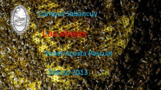 Campus Sabancuy
Las abejas
Azael Acosta Pascual
Marzo 2013
 