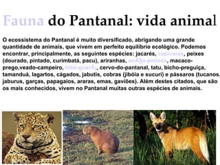 Fauna  do Pantanal: vida anima l O ecossistema do Pantanal é muito diversificado, abrigando uma grande quantidade de animais, que vivem em perfeito equilíbrio ecológico. Podemos encontrar, principalmente, as seguintes espécies: jacarés,  capivaras , peixes (dourado, pintado, curimbatá, pacu), ariranhas,  onÃ§a-pintada , macaco-prego,veado-campeiro,  lobo-guarÃ¡ , cervo-do-pantanal, tatu, bicho-preguiça, tamanduá, lagartos, cágados, jabutis, cobras (jibóia e sucuri) e pássaros (tucanos, jaburus, garças, papagaios, araras, emas, gaviões). Além destes citados, que são os mais conhecidos, vivem no Pantanal muitas outras espécies de animais.  