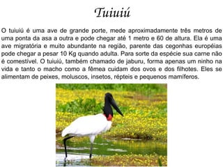 Tuiuiú O tuiuiú é uma ave de grande porte, mede aproximadamente três metros de uma ponta da asa a outra e pode chegar até 1 metro e 60 de altura. Ela é uma ave migratória e muito abundante na região, parente das cegonhas européias pode chegar a pesar 10 Kg quando adulta. Para sorte da espécie sua carne não é comestível. O tuiuiú, também chamado de jaburu, forma apenas um ninho na vida e tanto o macho como a fêmea cuidam dos ovos e dos filhotes. Eles se alimentam de peixes, moluscos, insetos, répteis e pequenos mamíferos. 