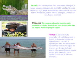 Jacaré :  uma das espécies mais procuradas na região, o jacaré estava  ameaçado de extinção há alguns anos, devido à caça ilegal. Atua lmente, afirma-se que há mais de três milhões de jacarés adultos na região, vivendo em rios, lagoas e corixos. Macacos :  Os macacos são outra espécie muito presente na região. As espécies mais encontradas são os bugios, macacos-prego e sagüis. Peixes :  A pesca é muito procurada, e é proibida durante a época da piracema, quando os peixes sobem o rio para a reprodução. Uma das espécies de peixes mais comuns na região é a piranha, que é espantada por jacarés. Outras espécies de peixes encontradas na região são o pintado, o dourado, o pacu e o curimbatá. 