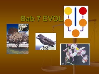 FENOMENA EVOLUSI
Evolusi  mempelajari sejarah asal usul makhluk hidup dan
keterkaitan genetik antara makhluk hidup satu d...