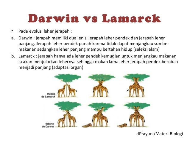 Download 5700 Koleksi Gambar Evolusi Jerapah Terbaik 