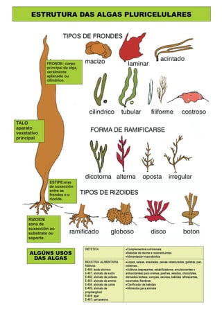 As algas | PDF