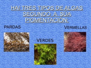 HAI TRES TIPOS DE ALGASHAI TRES TIPOS DE ALGAS
SEGUNDO A SÚASEGUNDO A SÚA
PIGMENTACIÓN:PIGMENTACIÓN:
PARDAS
VERDES
VERMELLAS
 