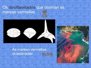 Os dinoflaxelados que orixinan as
mareas vermellas
As mareas vermellas
ocasionadas
 