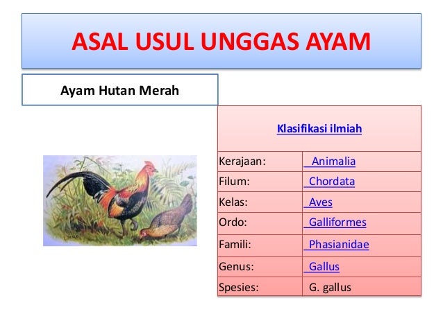 Asal Usul Unggas Ayam Asal Usul Unggas Ayam