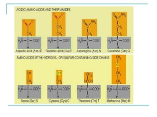 Comprehensive Overview of Amino Acids and Protein Structure, Function ...