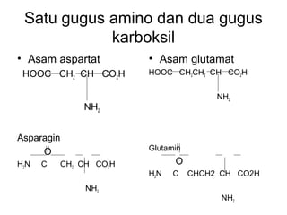 Satu gugus amino dan dua gugus
karboksil
• Asam aspartat
HOOC CH2 CH CO2H
NH2
Asparagin
O
H2N C CH2 CH CO2H
NH2
• Asam glutamat
HOOC CH2CH2 CH CO2H
NH2
Glutamin
O
H2N C CHCH2 CH CO2H
NH2
 