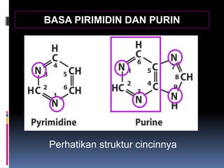 BASA PIRIMIDIN DAN PURIN
Perhatikan struktur cincinnya
 