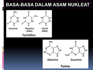 BASA-BASA DALAM ASAM NUKLEAT
 
