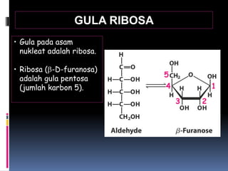 • Gula pada asam
nukleat adalah ribosa.
• Ribosa (b-D-furanosa)
adalah gula pentosa
(jumlah karbon 5).
5
1
23
4
GULA RIBOSA
 