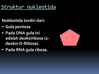 Struktur nukleotida
Nukleotida terdiri dari:
 Gula pentosa
 Pada DNA gula ini
adalah deoksiribosa (2-
deoksi-D-Ribosa).
 Pada RNA gula ribosa.
 