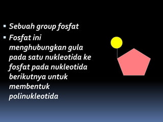  Sebuah group fosfat
 Fosfat ini
menghubungkan gula
pada satu nukleotida ke
fosfat pada nukleotida
berikutnya untuk
membentuk
polinukleotida
 