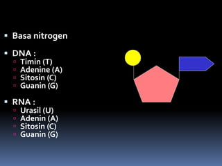  Basa nitrogen
 DNA :
 Timin (T)
 Adenine (A)
 Sitosin (C)
 Guanin (G)
 RNA :
 Urasil (U)
 Adenin (A)
 Sitosin (C)
 Guanin (G)
 