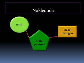 Nukleotida
fosfat
Gula
pentosa
Basa
nitrogen
 