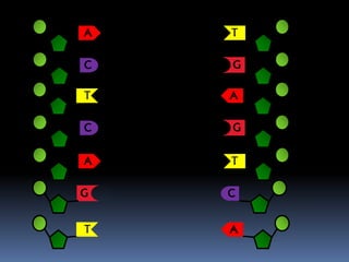 G
G
A
T
T
A
A
C
T
G
C
A
T
C
 