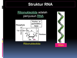 Struktur RNA
Ribonukleotida adalah
penyusun RNA
Ribonukleotida
RNA
 