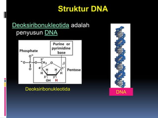 Struktur DNA
Deoksiribonukleotida adalah
penyusun DNA
DNA
Deoksiribonukleotida
H
 