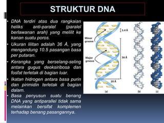 STRUKTUR DNA
• DNA terdiri atas dua rangkaian
heliks anti-paralel (paralel
berlawanan arah) yang melilit ke
kanan suatu poros.
• Ukuran lilitan adalah 36 Å, yang
mengandung 10.5 pasangan basa
per putaran.
• Kerangka yang berselang-seling
antara gugus deoksiribosa dan
fosfat terletak di bagian luar.
• Ikatan hidrogen antara basa purin
dan pirimidin terletak di bagian
dalam.
• Basa penyusun suatu benang
DNA yang antiparallel tidak sama
melainkan bersifat komplemen
terhadap benang pasangannya.
 