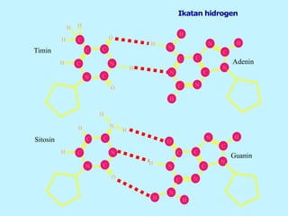 Ikatan hidrogen
H
H
H H
O
O
H
C
C
C C
N
N
C
Timin
H
N
H
H
N
C C
C
C
N
N H
N
C
Adenin
H
O
N
H C
C C
N
N
C
Sitosin
H
H
H
N
C C
C
C
N
N H
N
C
Guanin
N
H
O
H
 