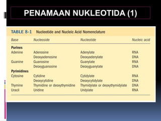 PENAMAAN NUKLEOTIDA (1)
 