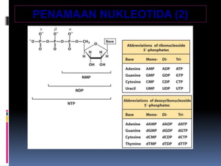 PENAMAAN NUKLEOTIDA (2)
 