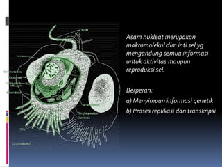Asam nukleat merupakan
makromolekul dlm inti sel yg
mengandung semua informasi
untuk aktivitas maupun
reproduksi sel.
Berperan:
a) Menyimpan informasi genetik
b) Proses replikasi dan transkripsi
 