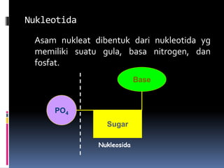 Nukleotida
Asam nukleat dibentuk dari nukleotida yg
memiliki suatu gula, basa nitrogen, dan
fosfat.
Sugar
Base
PO4
Nukleosida
 
