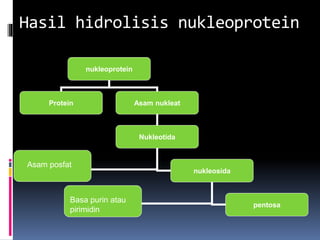 Hasil hidrolisis nukleoprotein
nukleoprotein
Protein Asam nukleat
Nukleotida
nukleosida
pentosa
Asam posfat
Basa purin atau
pirimidin
 