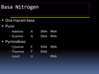 Basa Nitrogen
 Dua macam basa
 Purin
 Adenine A DNA RNA
 Guanine G DNA RNA
 Pyrimidines
 Cytosine C DNA RNA
 Thymine T DNA
 Uracil U RNA
 