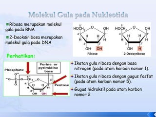 asam-nukleat-Pasca-2023.ppt