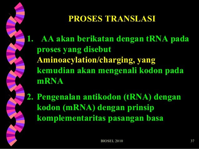 Asam Nukleat Sintesis Protein Edit