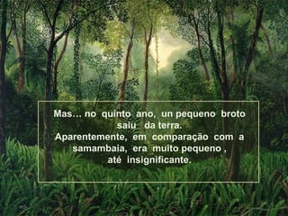 Mas… no quinto ano, un pequeno broto
saiu da terra.
Aparentemente, em comparação com a
samambaia, era muito pequeno ,
até insignificante.

 