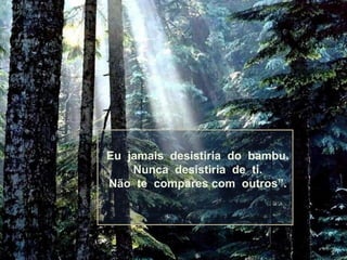 Eu jamais desistiria do bambu.
Nunca desistiria de ti.
Não te compares com outros”.

 