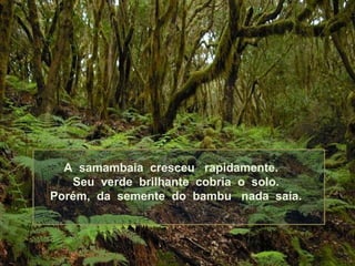 A samambaia cresceu rapidamente.
Seu verde brilhante cobria o solo.
Porém, da semente do bambu nada saía.

 