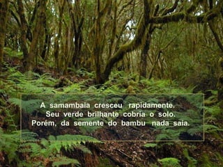 A  samambaia  cresceu  rapidamente.  Seu  verde  brilhante  cobria  o  solo. Porém,  da  semente  do  bambu  nada  saía. 