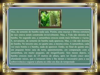 Mas, da semente do bambu nada saía. Porém, uma maciça e fibrosa estrutura
de raiz estava sendo construída invisivelmente. Mas, a Vida não desistiu do
bambu. No segundo ano, a samambaia cresceu ainda mais brilhante e viçosa.
E, novamente, da semente do bambu nada apareceu. Mas, a vida não desistiu
do bambu. No terceiro ano, no quarto ano, a mesma coisa. A samambaia, cada
vez mais bonita e o bambu, nada de aparecer. Então, no final do quinto ano,
um pequeno broto saiu da terra, aparentemente, em comparação com a
samambaia, era muito pequeno, até insignificante. Seis meses depois, o
bambu cresceu mais de 25 metros de altura, após ter ficado cinco anos
afundando raízes, que o tornaram forte e lhe deram o necessário para a sua
sobrevivência e segurar a planta no chão em dias de tempestade
 