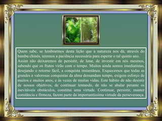 Quem sabe, se lembrarmos desta lição que a natureza nos dá, através do
bambu chinês, teremos a paciência necessária para esperar o tal quinto ano.
Assim não deixaremos de persistir, de lutar, de investir em nós mesmos,
sabendo que os frutos virão com o tempo. Muitos ainda somos imediatistas,
desejando o retorno fácil, a conquista instantânea. Esquecemos que todas as
grandes e valorosas conquistas da alma demandam tempo, exigem esforço de
muitos e muitos anos, e às vezes de muitas vidas. Este hábito de não desistir
de nossos objetivos, de continuar tentando, de não se abalar perante os
inevitáveis obstáculos, constitui uma virtude. Continuar, persistir, manter
constância e firmeza, fazem parte da importantíssima virtude da perseverança.
 