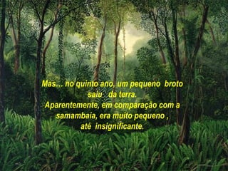 Mas… no quinto ano, um pequeno broto
            saiu da terra.
 Aparentemente, em comparação com a
   samambaia, era muito pequeno ,
          até insignificante.
 
