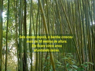 Seis meses depois, o bambu cresceu
     mais de 50 metros de altura.
        Ele ficara cinco anos
          afundando raízes.
 