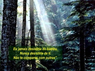 Eu jamais desistiria do bambu.
     Nunca desistiria de ti.
Não te compares com outros”.
 