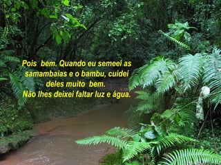 Pois bem. Quando eu semeei as
 samambaias e o bambu, cuidei
      deles muito bem.
Não lhes deixei faltar luz e água.
 