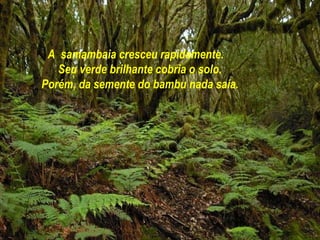 A samambaia cresceu rapidamente.
   Seu verde brilhante cobria o solo.
Porém, da semente do bambu nada saía.
 