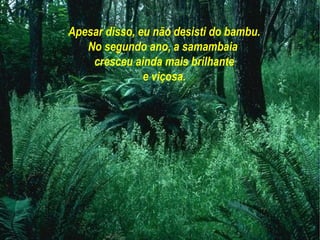 Apesar disso, eu não desisti do bambu.
   No segundo ano, a samambaia
    cresceu ainda mais brilhante
               e viçosa.
 