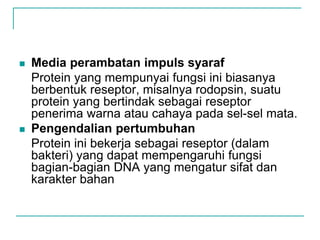  Media perambatan impuls syaraf
Protein yang mempunyai fungsi ini biasanya
berbentuk reseptor, misalnya rodopsin, suatu
protein yang bertindak sebagai reseptor
penerima warna atau cahaya pada sel-sel mata.
 Pengendalian pertumbuhan
Protein ini bekerja sebagai reseptor (dalam
bakteri) yang dapat mempengaruhi fungsi
bagian-bagian DNA yang mengatur sifat dan
karakter bahan
 